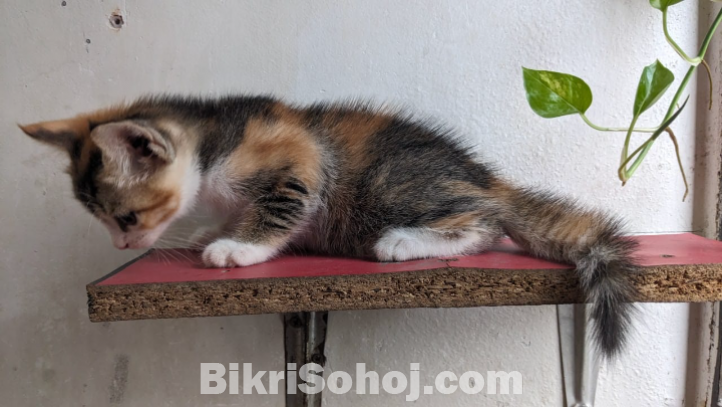 Mix Breed Female Cat Kitten